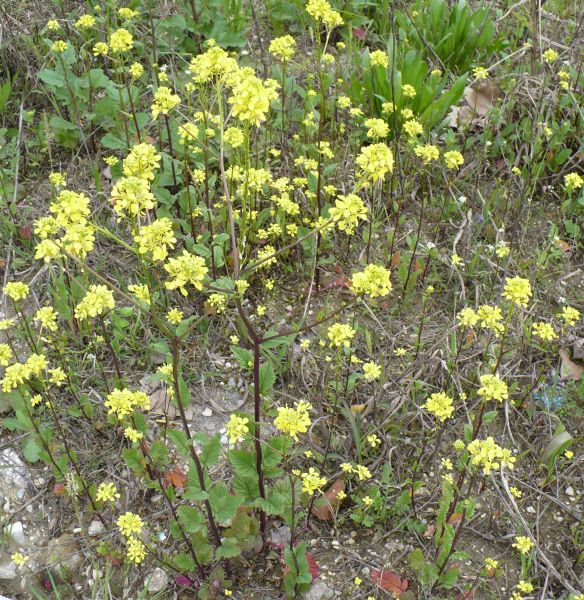 rapa ??? - Sinapis sp. , Natura Mediterraneo | Forum Naturalistico