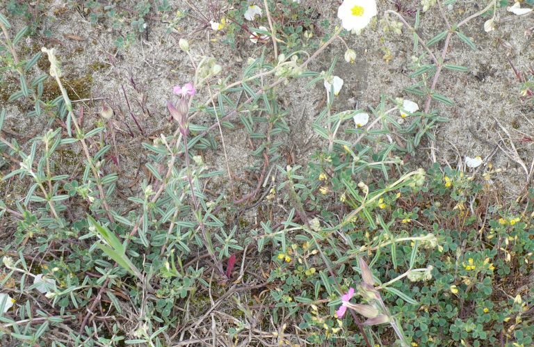 Helianthemum apenninum