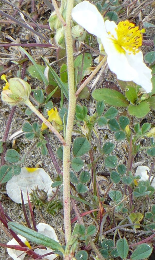 Helianthemum apenninum