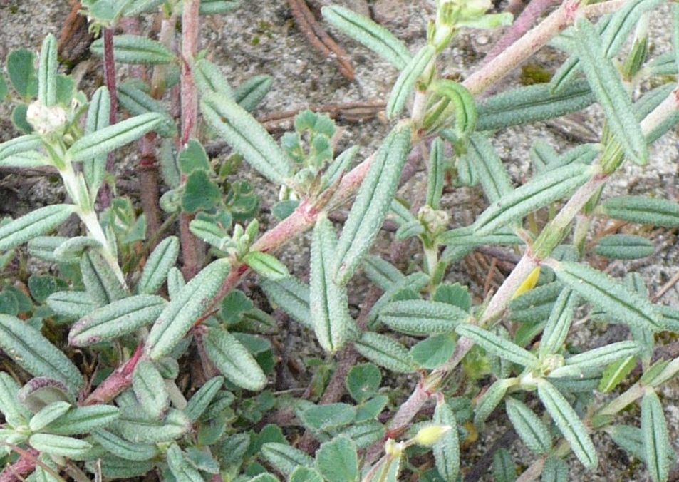Helianthemum apenninum