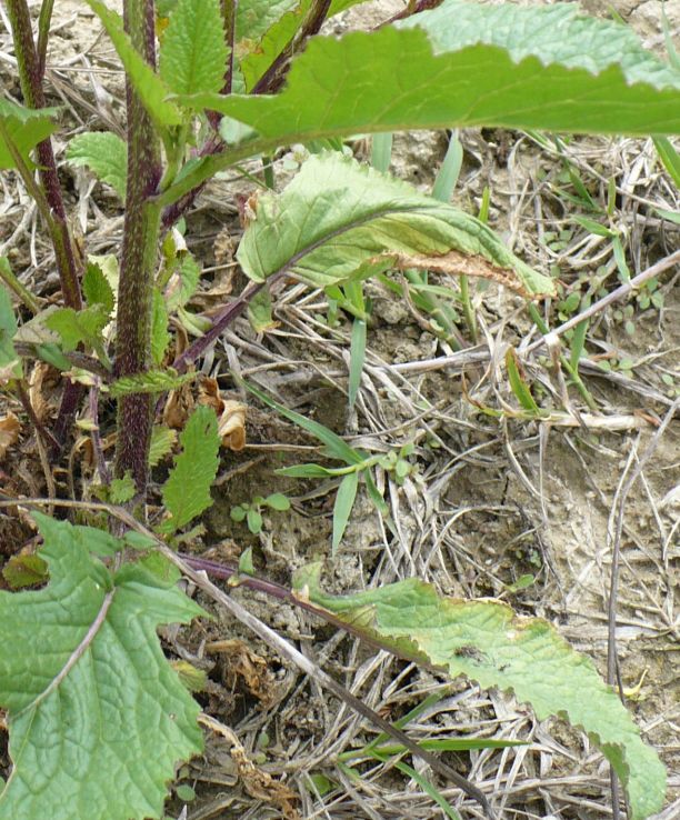 rapa ??? - Sinapis sp. , Natura Mediterraneo | Forum Naturalistico