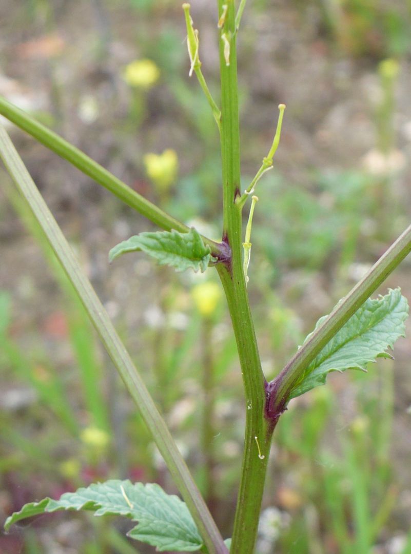 rapa ??? - Sinapis sp. , Natura Mediterraneo | Forum Naturalistico