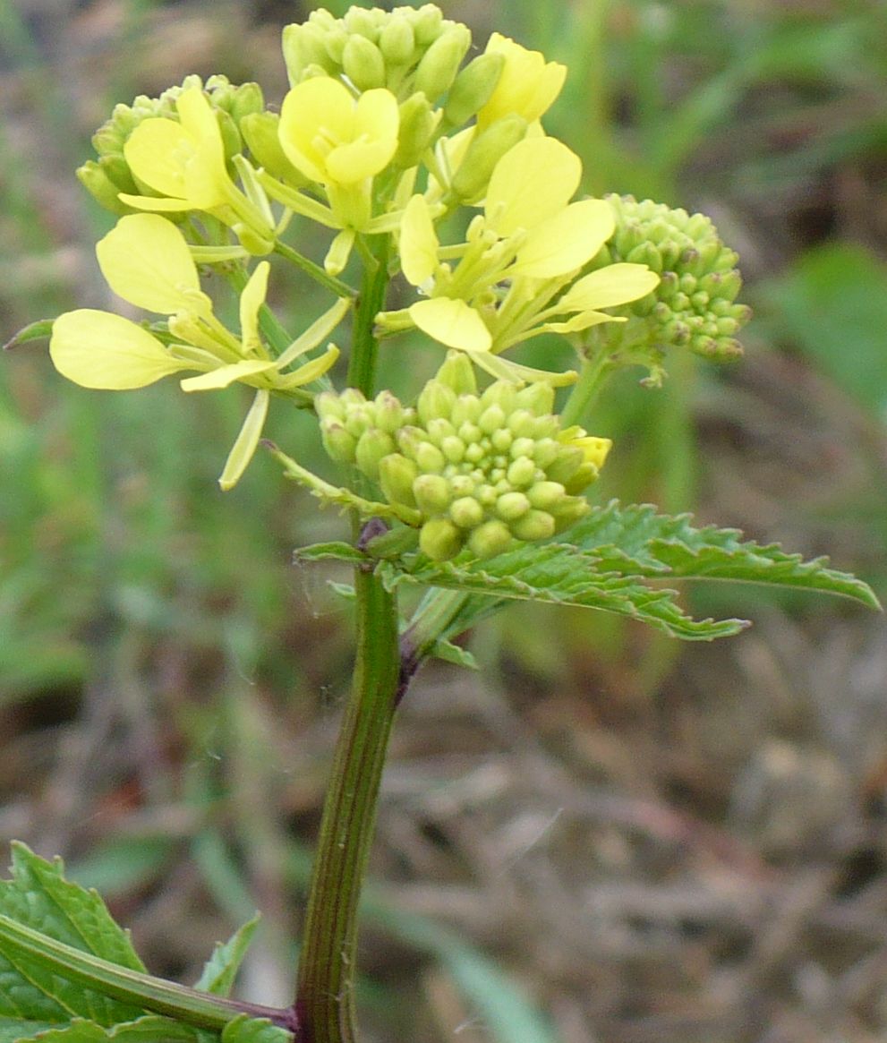 rapa ??? - Sinapis sp. , Natura Mediterraneo | Forum Naturalistico