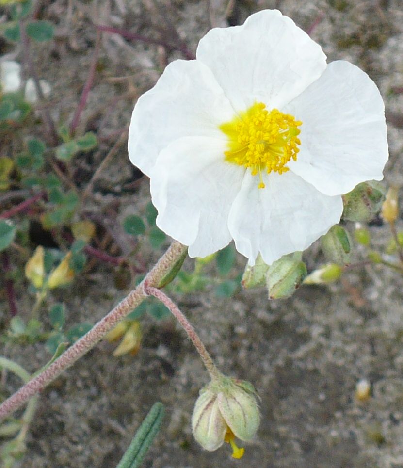 Helianthemum apenninum