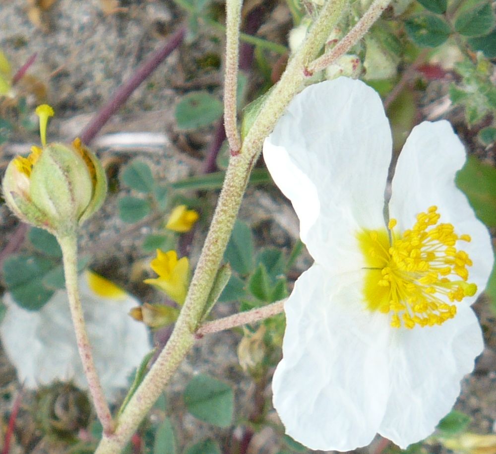 Helianthemum apenninum