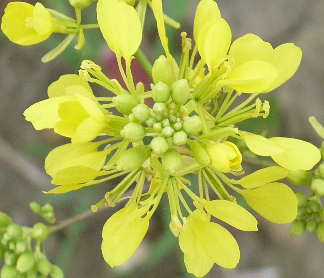 rapa ??? - Sinapis sp. , Natura Mediterraneo | Forum Naturalistico