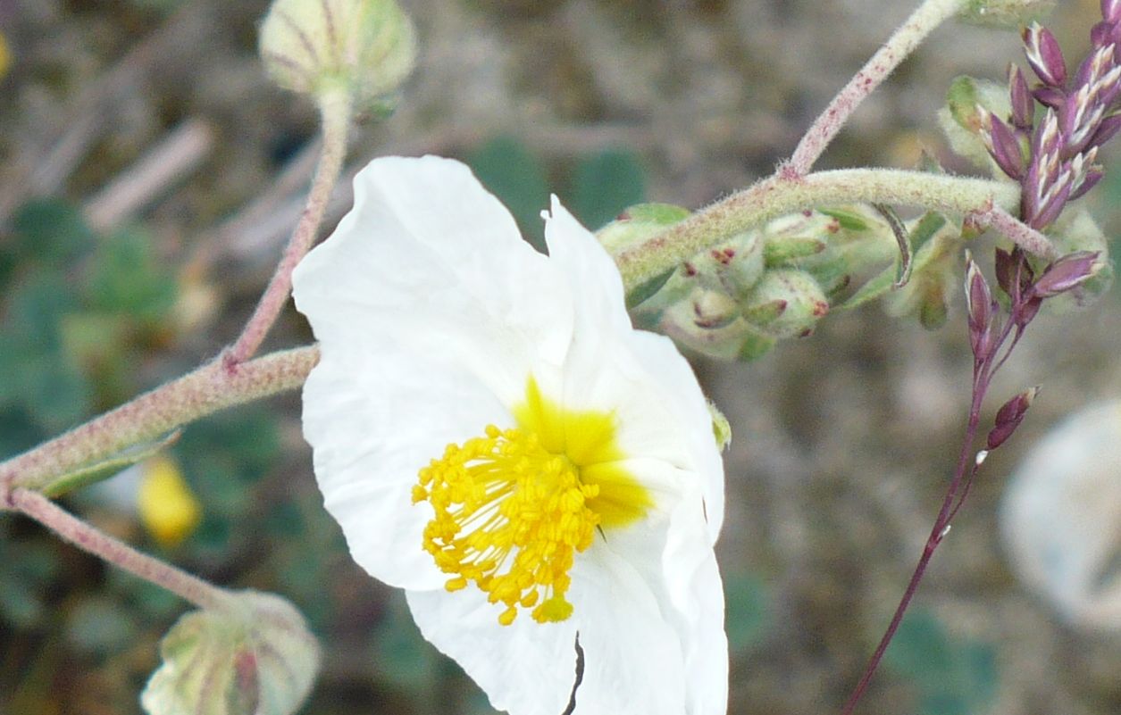 Helianthemum apenninum
