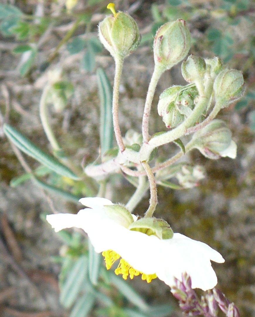 Helianthemum apenninum