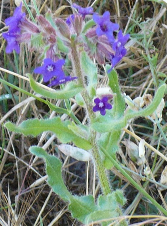 fiori azzurri e fusto molto peloso - Anchusa