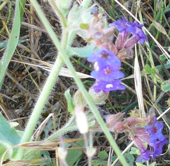 fiori azzurri e fusto molto peloso - Anchusa
