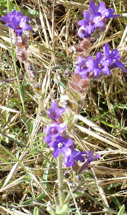 fiori azzurri e fusto molto peloso - Anchusa