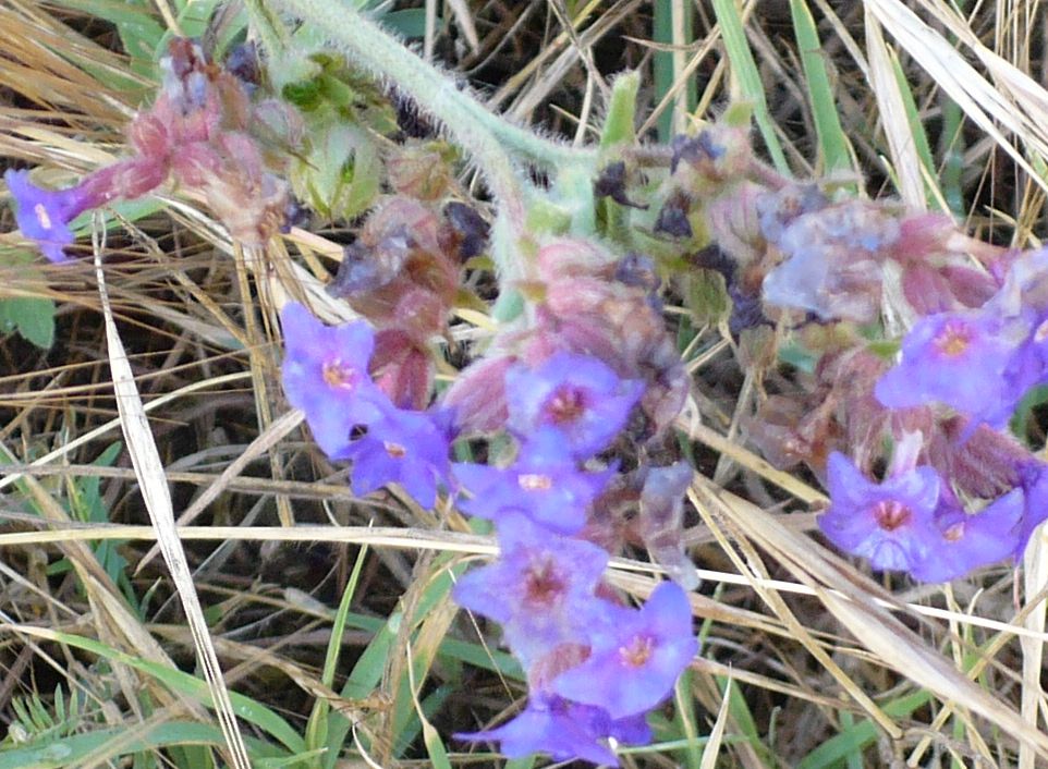 fiori azzurri e fusto molto peloso - Anchusa