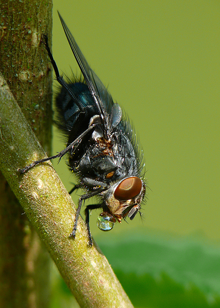 Calliphora vicina (Calliphoridae).