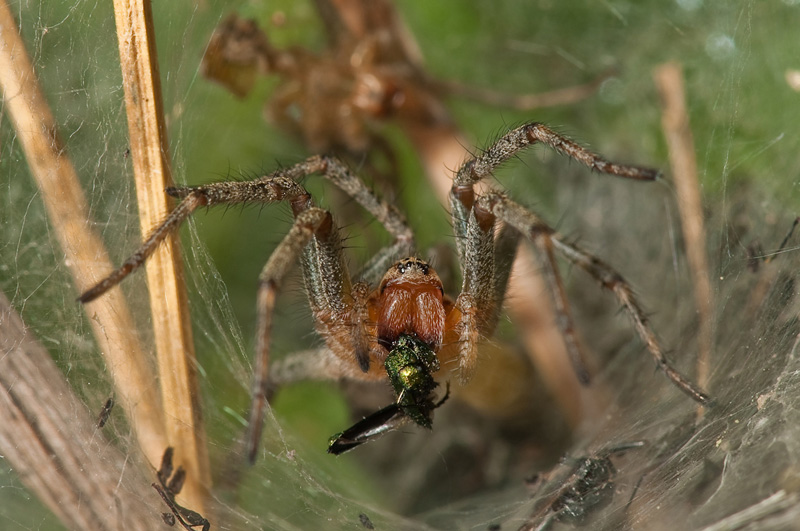 Agelena sp./Allagelena gracilens