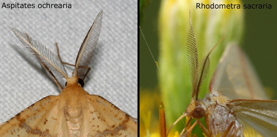 daa identificare V - Rhodometra sacraria (f. excaecaria )