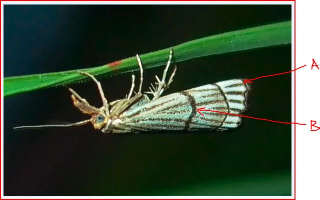 Falena da id - Coscinia striata e Chrysocrambus craterellus