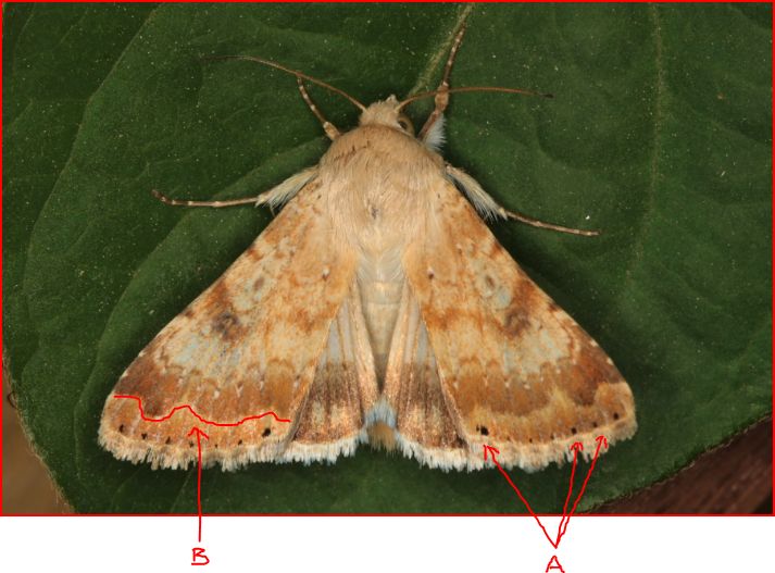 Heliothis nubigera ? - Helicoverpa armigera