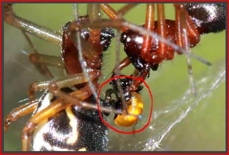 Fasi di accoppiamento di Frontinellina frutetorum