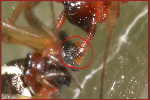 Fasi di accoppiamento di Frontinellina frutetorum