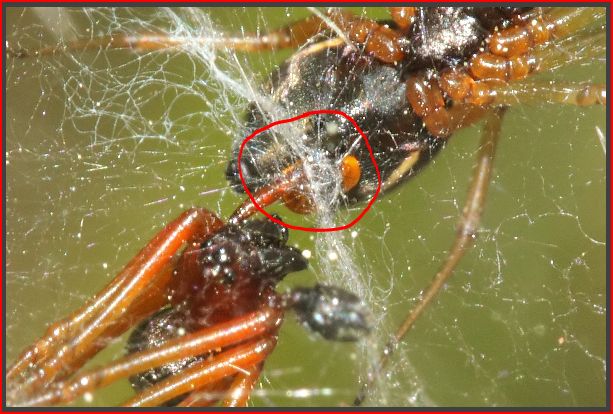 Fasi di accoppiamento di Frontinellina frutetorum