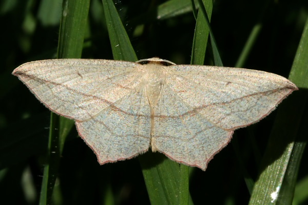 da determinare - Rhodostrophia  calabra