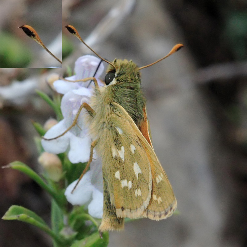 Hesperia comma Vs Ochlodes sylvanus (?)