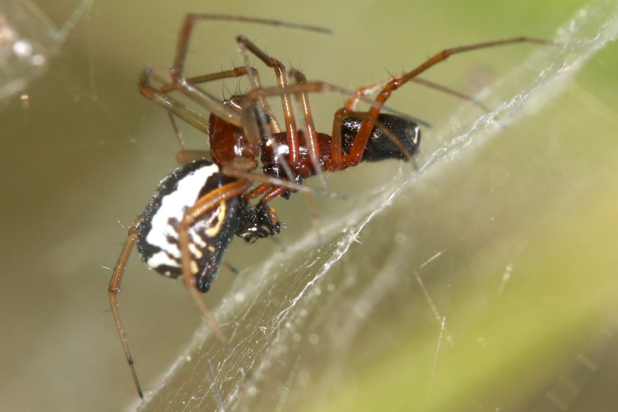 Fasi di accoppiamento di Frontinellina frutetorum