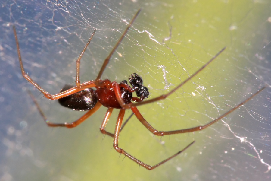 Fasi di accoppiamento di Frontinellina frutetorum