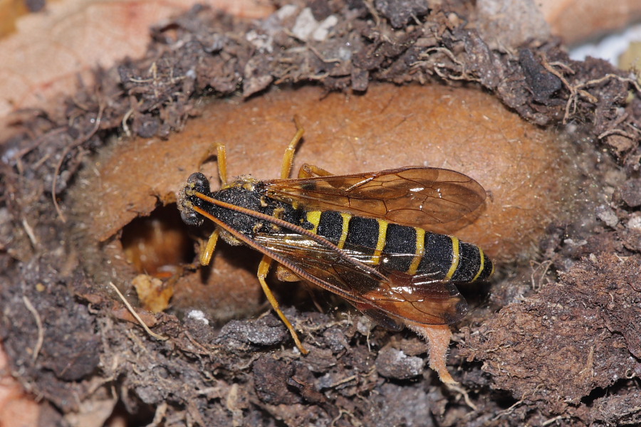 Bruco di Lasiocampide? - S, Lasiocampa quercus