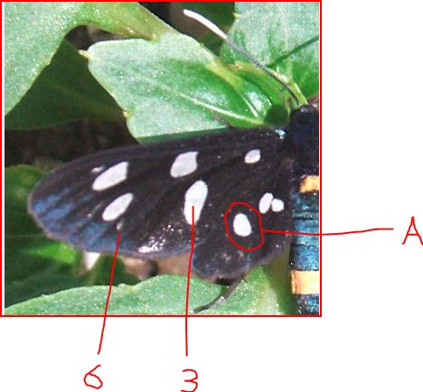 Identificazione farfalline nere