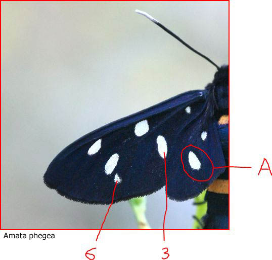 Identificazione farfalline nere