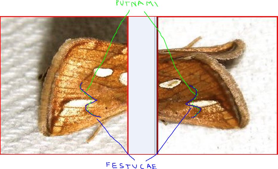 Plusia festucae ?