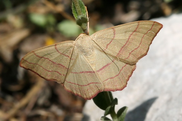 da determinare - Rhodostrophia vibicaria