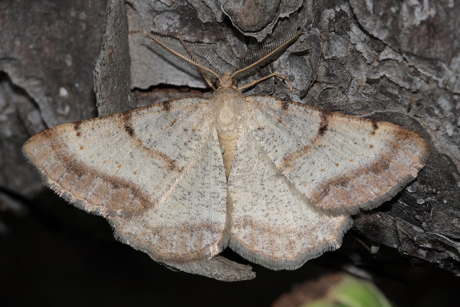 Geometride ID?