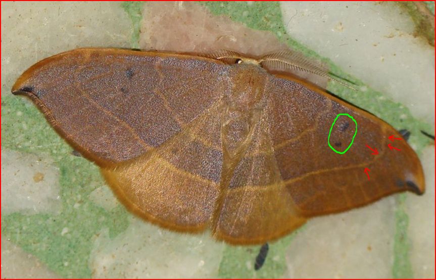 Watsonalla binaria vs Watsonalla uncinula