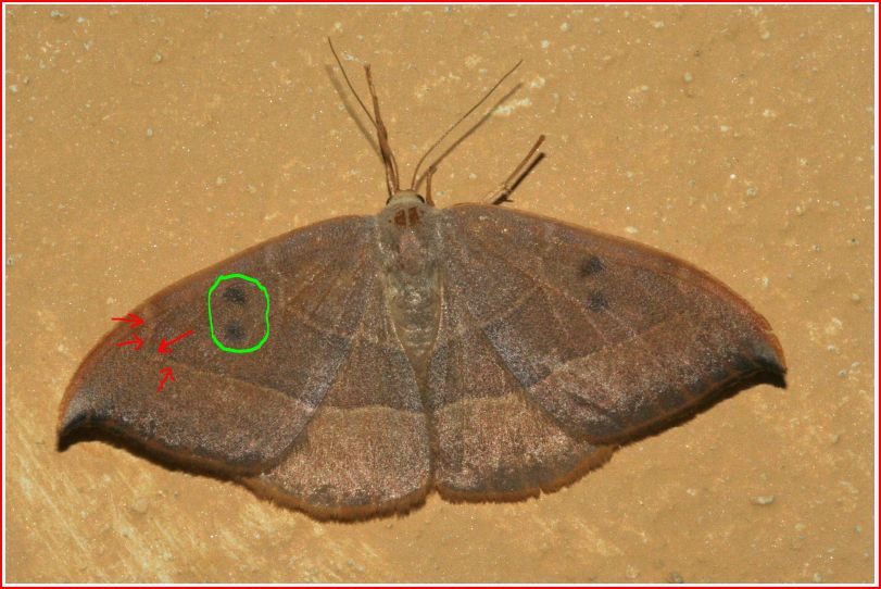 Watsonalla binaria vs Watsonalla uncinula
