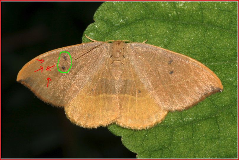 Watsonalla binaria vs Watsonalla uncinula