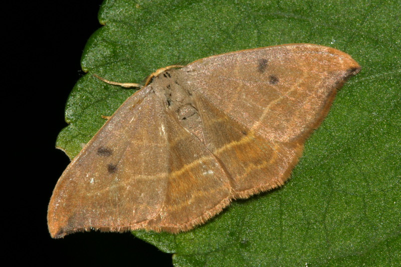 Watsonalla binaria vs Watsonalla uncinula