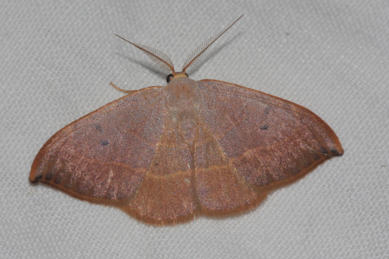 Watsonalla binaria vs Watsonalla uncinula