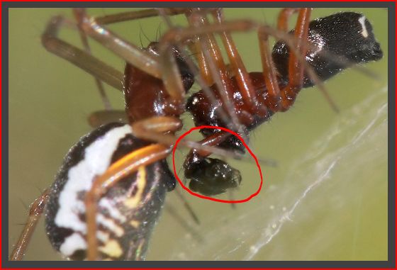 Fasi di accoppiamento di Frontinellina frutetorum