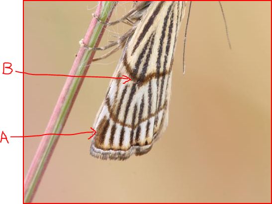 Falena da id - Coscinia striata e Chrysocrambus craterellus