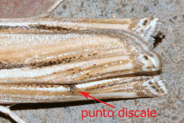 Crambus....?