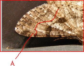Geometridae di dubbia classificazione - Peribatodes sp.