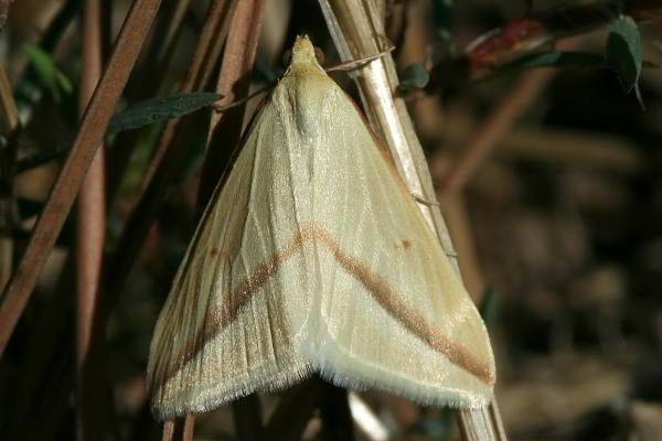 da determinare - Rhodostrophia  calabra