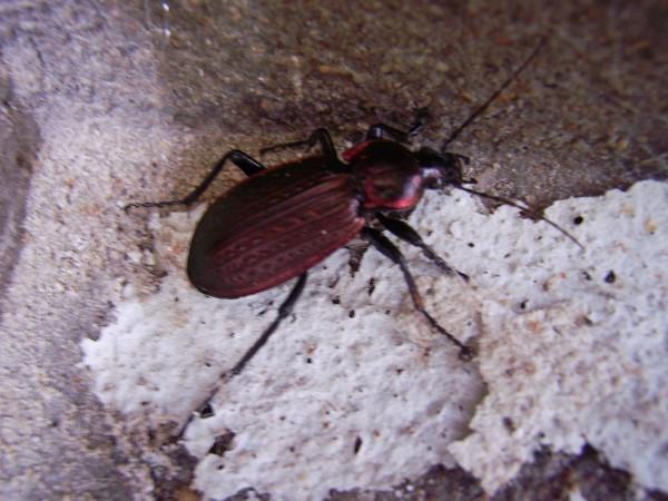 Identificazione: Carabus (Macrothorax) morbillosus