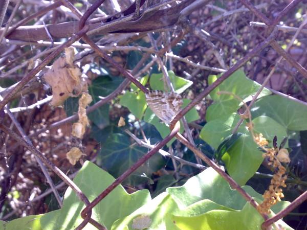 Identificazione - Cacyreus marshalli