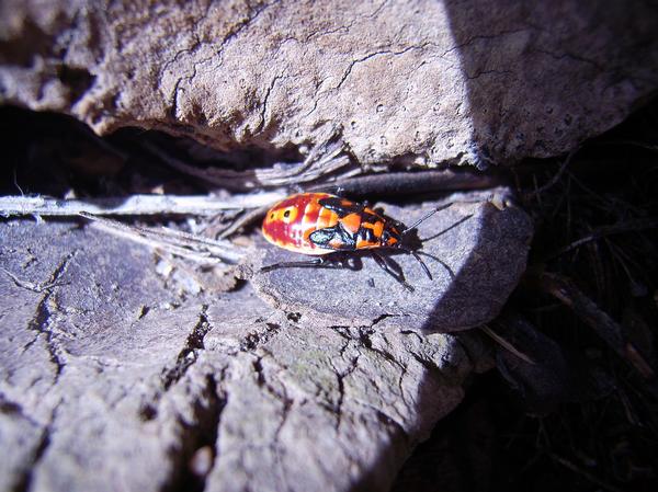 ninfa di Spilostethus pandurus
