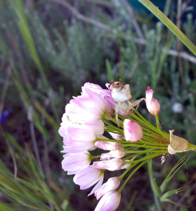 Thomisus onustus