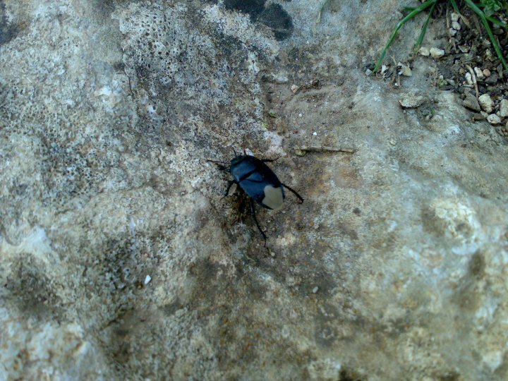 Cydnidae di Sardegna: Cydnus aterrimus