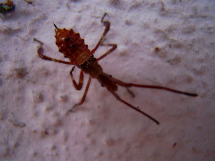 Coreidae: juv. di Leptoglossus occidentalis della Sardegna